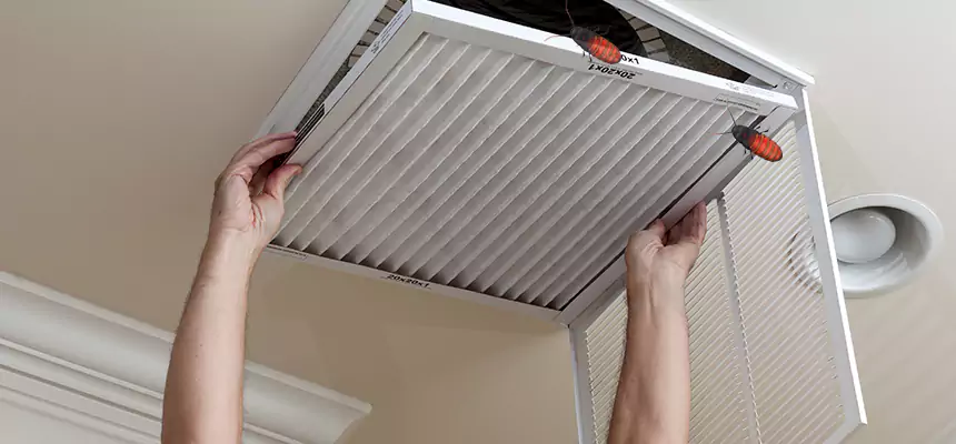 Our Insect Removal from Air Ducts Services in Greenville, TX